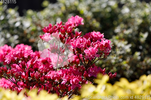 Image of Pink, red azaleas blooms in spring