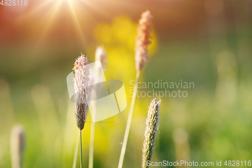 Image of spring background with grass on meadow