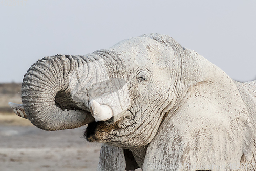 Image of White african elephants on Etosha waterhole
