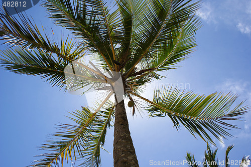 Image of Closeup Coconut