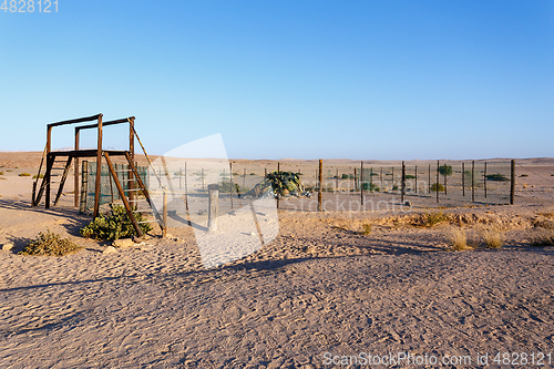 Image of prehistoric desert plant, Namibia