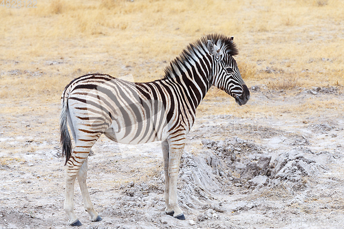 Image of cute baby of Zebra in african bush
