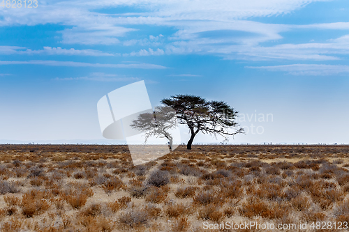 Image of Acacia tree in the plain of Africa