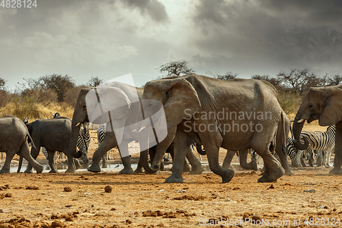 Image of Majestic african elephants, Etosha, Namibia