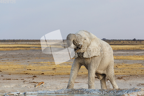 Image of White african elephants on Etosha waterhole