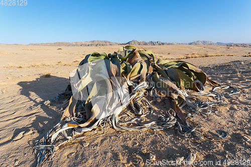 Image of prehistoric desert plant, Namibia