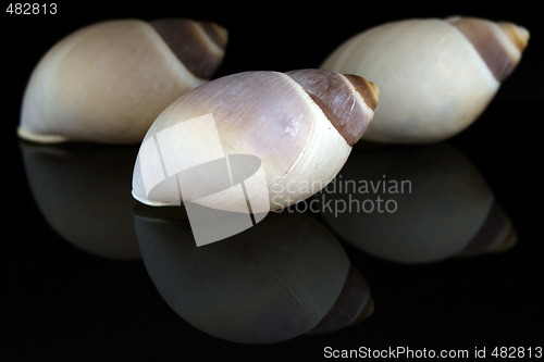 Image of three Seashell