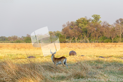 Image of southern lechwe Africa safari wildlife