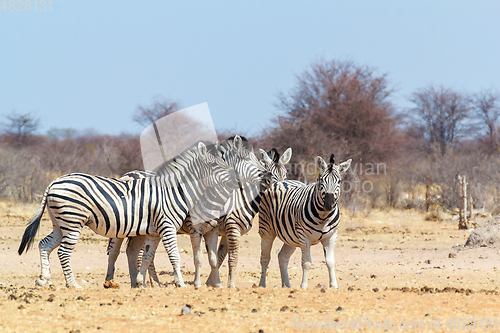 Image of Zebra family in african bush