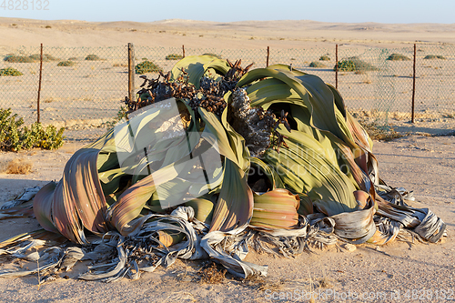 Image of prehistoric desert plant, Namibia