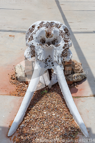 Image of dried elephant skull