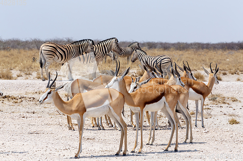 Image of Springbok Antidorcas marsupialis in Etosha, Namibia