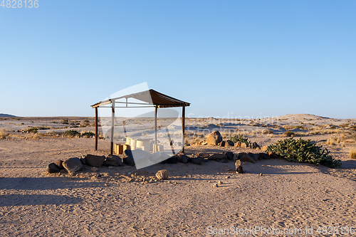 Image of prehistoric desert plant, Namibia