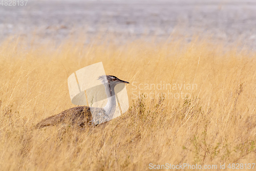 Image of Kori Bustard in african bush