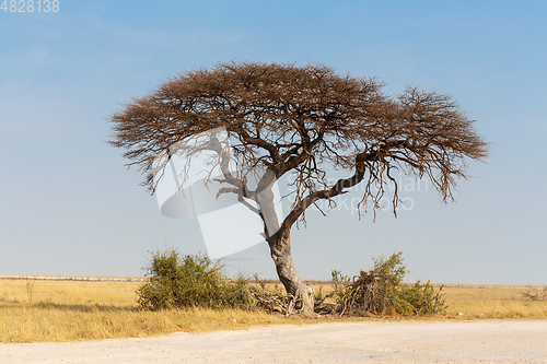 Image of Acacia tree in the plain of Africa