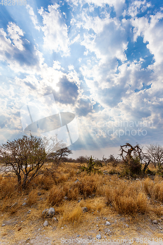 Image of landscape namibia Etosha game reserve