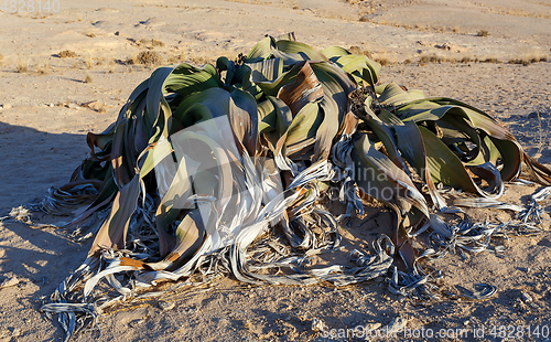 Image of prehistoric desert plant, Namibia