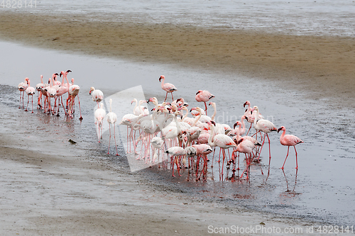 Image of colony of Rosy Flamingo, africa wildlife