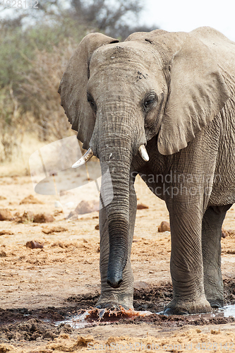 Image of Majestic african elephants, Etosha, Namibia