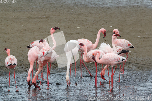 Image of colony of Rosy Flamingo, africa wildlife