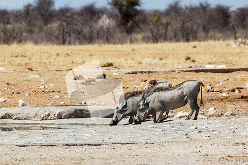 Image of African Wildlife Warthog