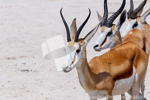 Image of Springbok Antidorcas marsupialis in Etosha, Namibia