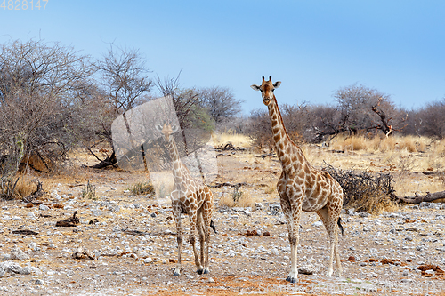 Image of Giraffe camelopardalis near waterhole, Namibia