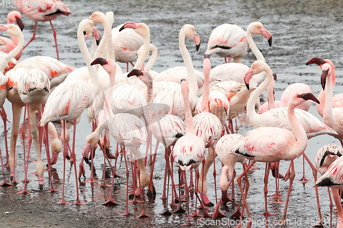 Image of colony of Rosy Flamingo, africa wildlife