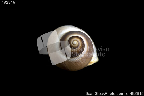 Image of Seashell