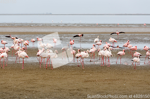 Image of colony of Rosy Flamingo, africa wildlife