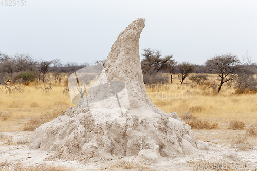 Image of termite mound in Africa