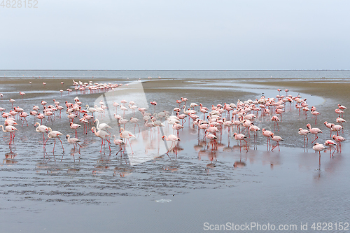 Image of colony of Rosy Flamingo, africa wildlife