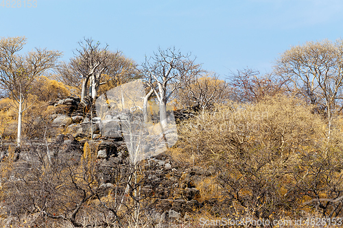 Image of landscape namibia Etosha game reserve