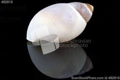 Image of Seashell