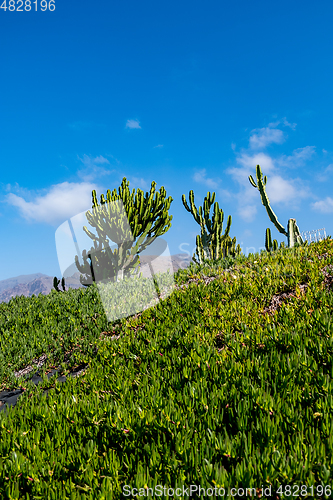 Image of beautiful cactus plants over blue sky background