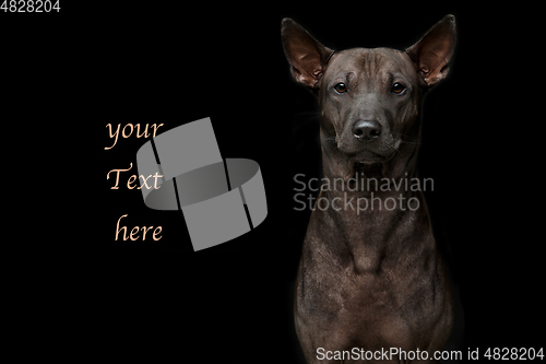 Image of beautiful young thai ridgeback dog on black background