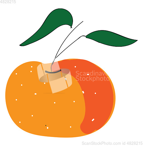 Image of Mandarine with green leaves illustration vector on white backgro