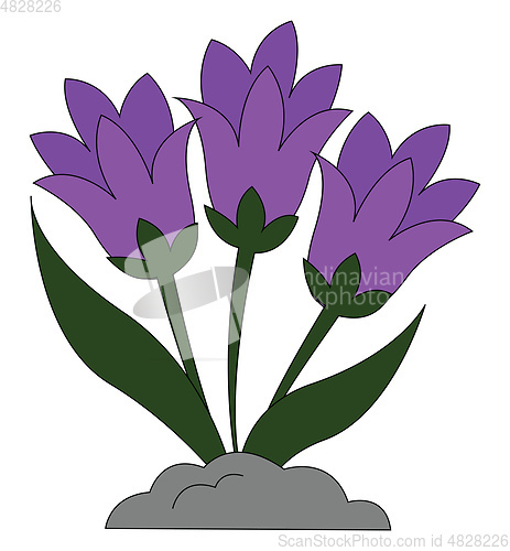 Image of Snowdrops flower vector or color illustration
