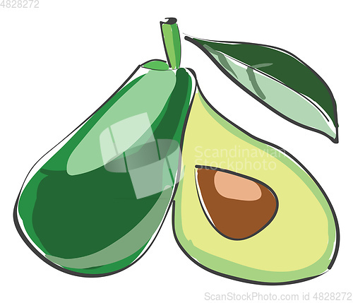 Image of Small avocado vector or color illustration