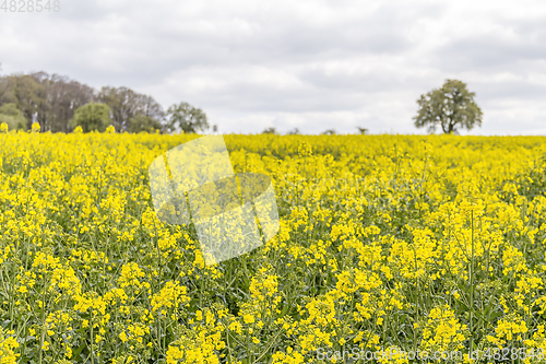 Image of field of rapeseed at spring time