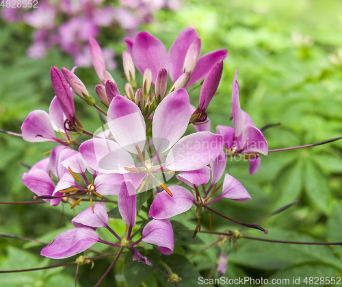 Image of exotic violet flower closeup