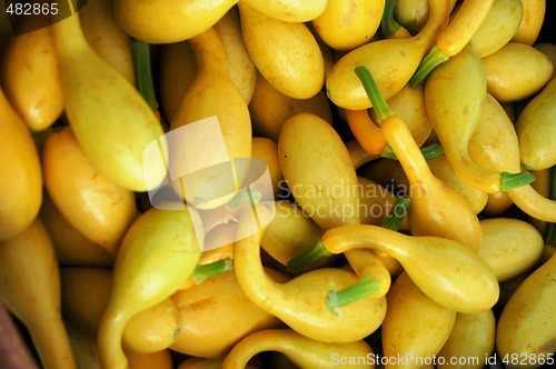 Image of Squash