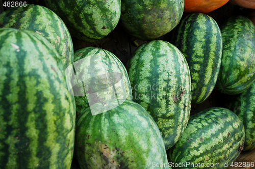 Image of Watermelon