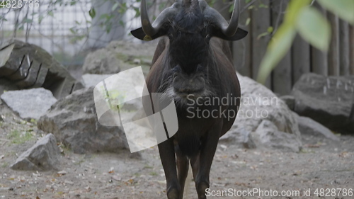 Image of Sable antelopes eating leaves on the ground