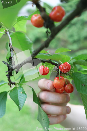 Image of Picking cherries 1