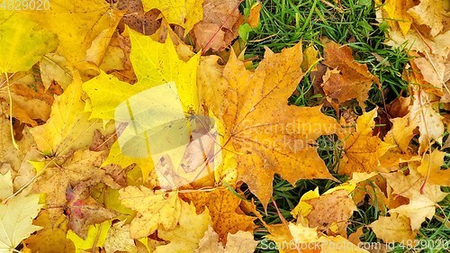 Image of Autumn background from fallen leaves of maple and green grass