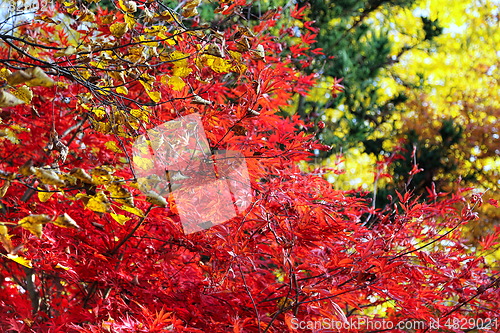 Image of Japanese maple or Acer palmatum branches on the autumn garden