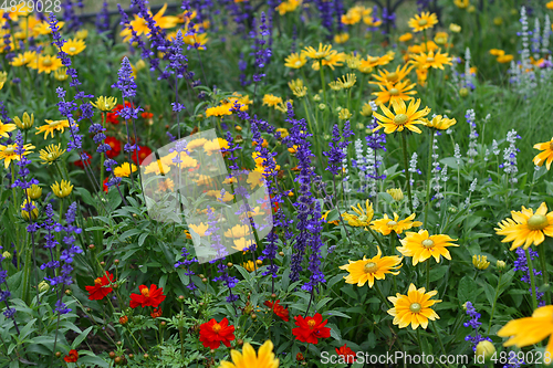 Image of Summer background with beautiful colorful flowers 