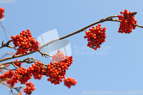 Image of Branches of mountain ash (rowan) with bright red berries