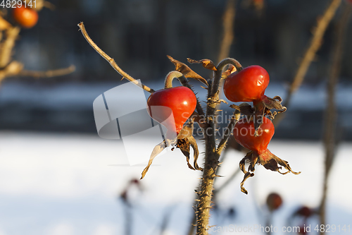 Image of Dog Rose or Rosa Canina branches with bright fruits